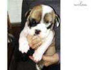 Bulldog Puppy for sale in Grand Rapids, MI, USA