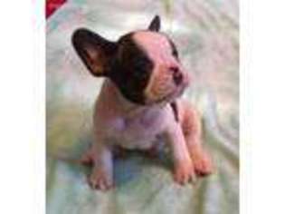 French Bulldog Puppy for sale in Marshall, AR, USA