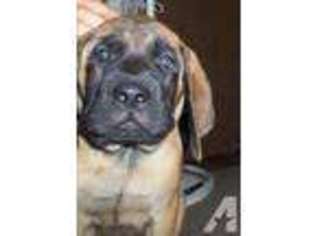 Mastiff Puppy for sale in CHANDLER, TX, USA