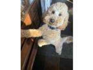 Goldendoodle Puppy for sale in Cabot, AR, USA