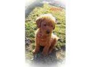 Labradoodle Puppy for sale in Elverson, PA, USA