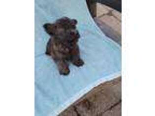Cairn Terrier Puppy for sale in Molalla, OR, USA