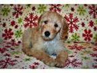 Goldendoodle Puppy for sale in Pittsfield, MA, USA
