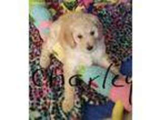 Mutt Puppy for sale in Edenton, NC, USA