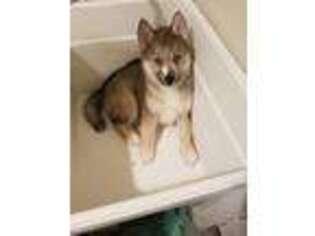 Siberian Husky Puppy for sale in Rockville, MD, USA