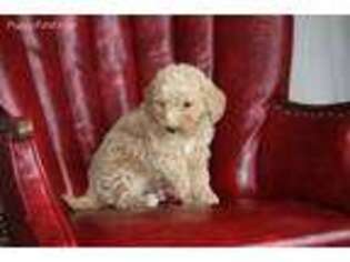 Goldendoodle Puppy for sale in Narvon, PA, USA
