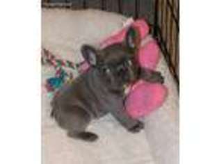 French Bulldog Puppy for sale in Bad Axe, MI, USA