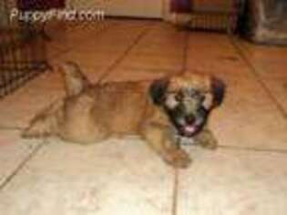 Soft Coated Wheaten Terrier Puppy for sale in Chuckey, TN, USA