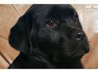 Labrador Retriever Puppy for sale in Dubuque, IA, USA