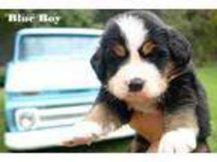 Bernese Mountain Dog Puppy for sale in Pelahatchie, MS, USA