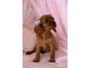 Cavalier King Charles Spaniel Puppy for sale in Jasper, IN, USA