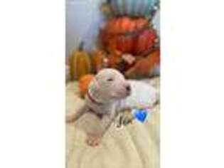 Dogo Argentino Puppy for sale in Los Angeles, CA, USA