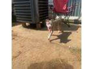American Staffordshire Terrier Puppy for sale in Glen Burnie, MD, USA