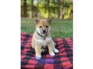 Shiba Inu Puppy for sale in Kinzers, PA, USA