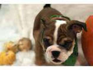 Bulldog Puppy for sale in Bronx, NY, USA