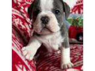 Olde English Bulldogge Puppy for sale in Pontotoc, MS, USA