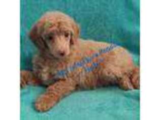 Mutt Puppy for sale in Shawano, WI, USA