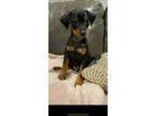 Miniature Pinscher Puppy for sale in Hewlett, NY, USA