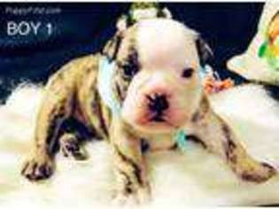 Bulldog Puppy for sale in Lone Star, TX, USA