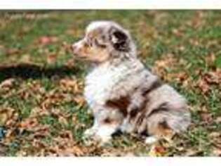 Miniature Australian Shepherd Puppy for sale in Houston, TX, USA