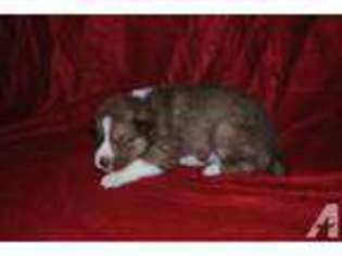 Siberian Husky Puppy for sale in SUNMAN, IN, USA
