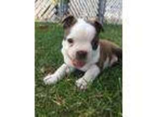 Boston Terrier Puppy for sale in Clear Lake, WI, USA