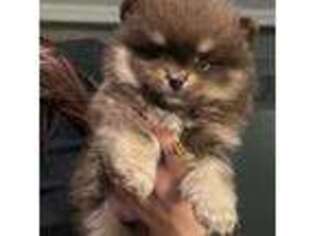 Pomeranian Puppy for sale in Beaumont, CA, USA