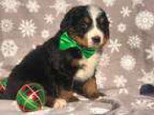 Bernese Mountain Dog Puppy for sale in Denver, PA, USA