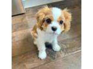 Cavalier King Charles Spaniel Puppy for sale in Tallahassee, FL, USA