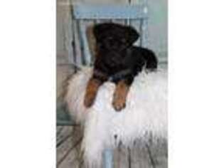 German Shepherd Dog Puppy for sale in Walnut Shade, MO, USA
