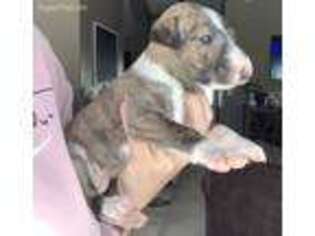Bull Terrier Puppy for sale in Elko, NV, USA