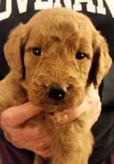 Labradoodle Puppy for sale in MEBANE, NC, USA