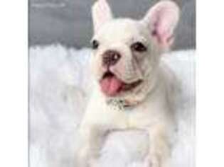 French Bulldog Puppy for sale in Pembroke Pines, FL, USA