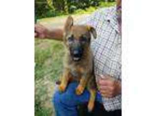German Shepherd Dog Puppy for sale in Coxs Creek, KY, USA