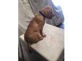Labrador Retriever Puppy for sale in Springfield, IL, USA