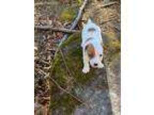 Jack Russell Terrier Puppy for sale in Hamden, CT, USA