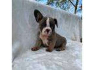 French Bulldog Puppy for sale in Mayo, FL, USA