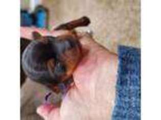 Yorkshire Terrier Puppy for sale in Christiana, TN, USA