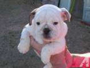 Bulldog Puppy for sale in CORNING, CA, USA