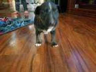 Bull Terrier Puppy for sale in Kittanning, PA, USA