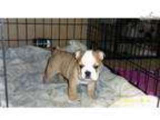 Bulldog Puppy for sale in Rochester, MN, USA