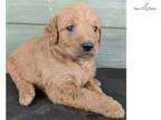 Labradoodle Puppy for sale in Toledo, OH, USA