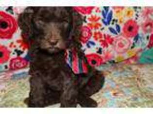 Labradoodle Puppy for sale in Georgetown, CA, USA