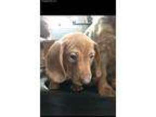 Dachshund Puppy for sale in Bemus Point, NY, USA