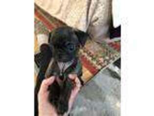 Pug Puppy for sale in Syracuse, NY, USA