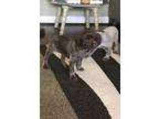 German Shorthaired Pointer Puppy for sale in Suffolk, VA, USA