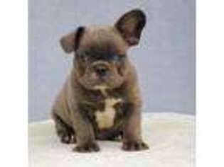 French Bulldog Puppy for sale in Oakland, OR, USA