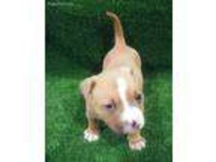 Mutt Puppy for sale in Elysburg, PA, USA