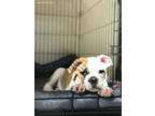 Olde English Bulldogge Puppy for sale in Columbus, GA, USA
