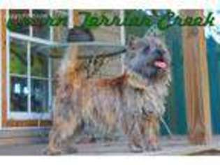 Medium Photo #1 Cairn Terrier Puppy For Sale in Newberry, FL, USA